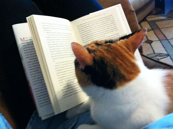 cat-read